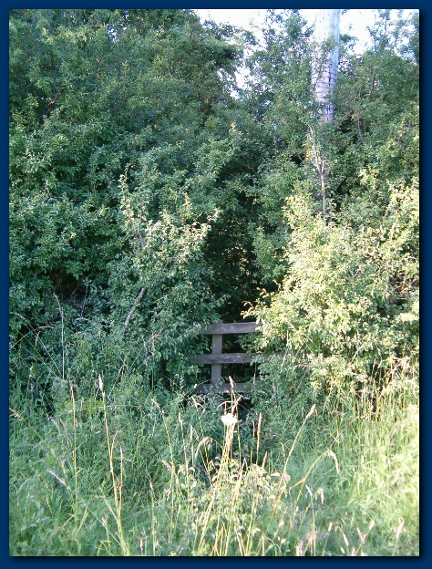 450x599 pixels (235K)